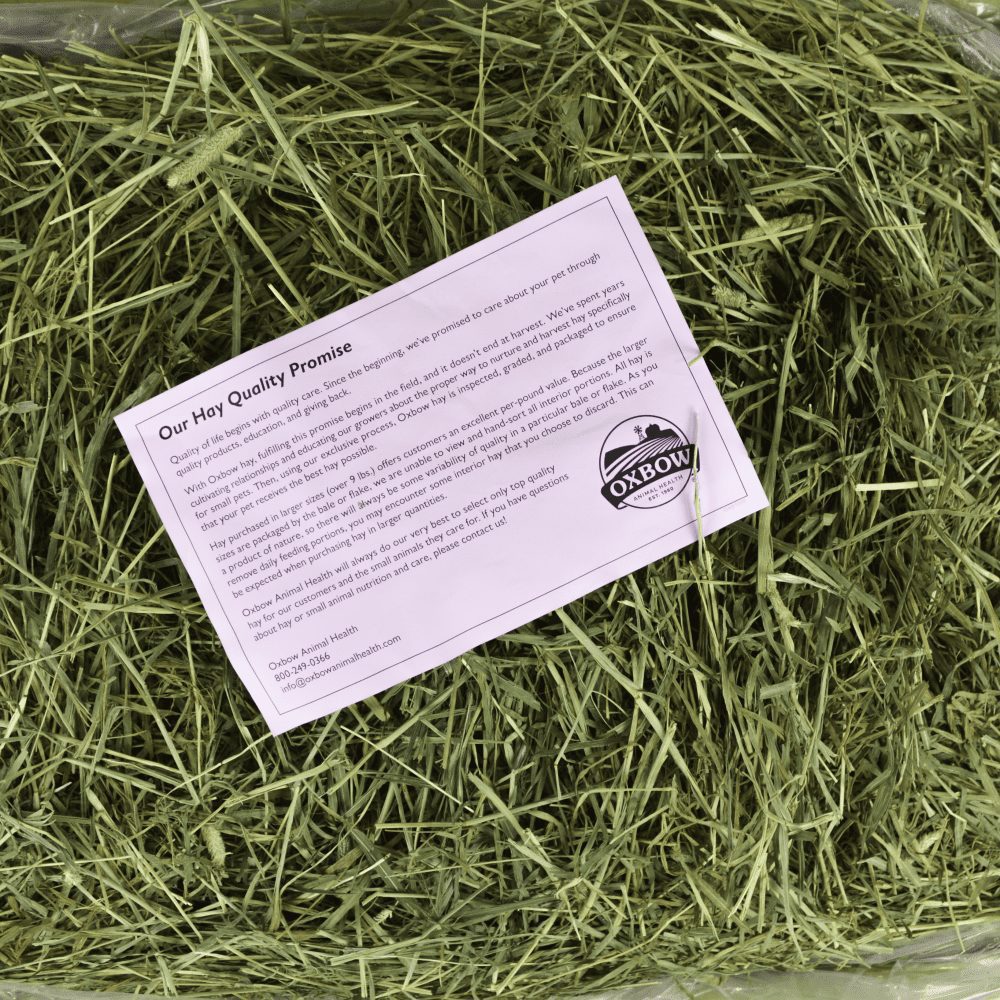 Western Timothy Hay | Oxbow Animal Health