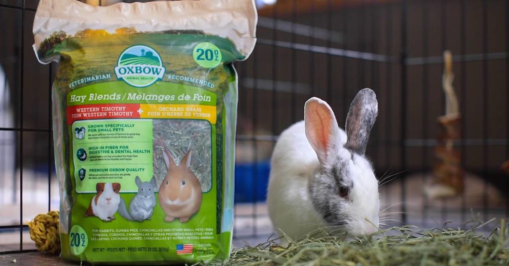 Tips on Feeding Hay to Picky Rabbits