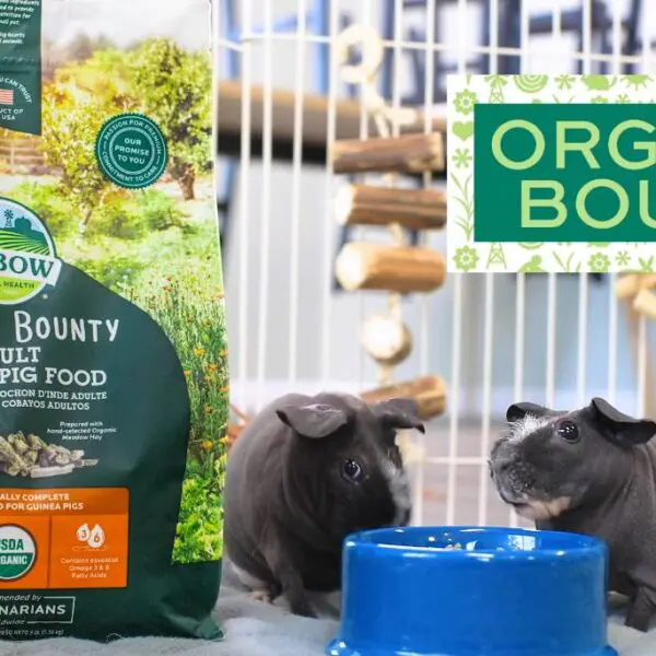 Organic Bounty Adult Guinea Pig Food
