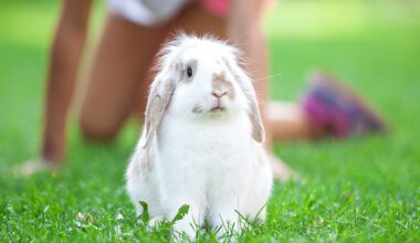 Pet rabbit on grass in park, young girl in background playing with rabbit