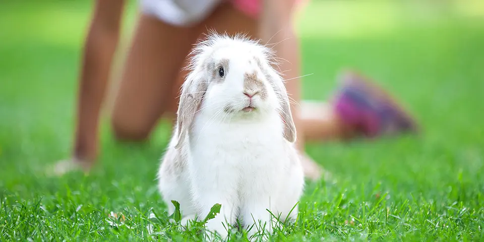 Pet rabbit on grass in park, young girl in background playing with rabbit