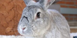 rabbit in a home setting