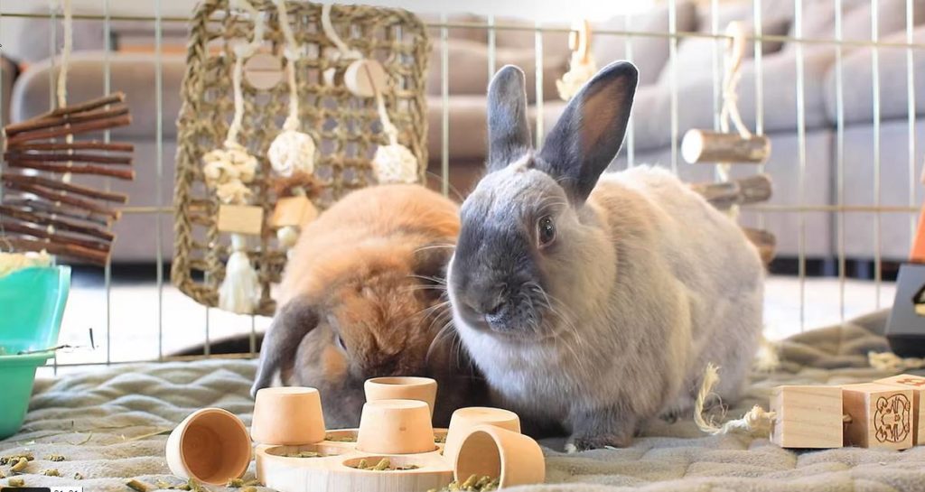 Rabbits eating pellets from wooden puzzle