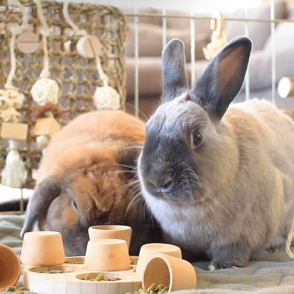Rabbits eating pellets from wooden puzzle