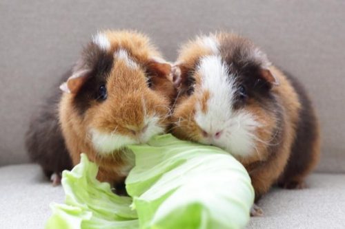 Two colorful guinea pigs munching on some lettuce.