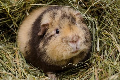 Small guinea pig sitting on hay. 
