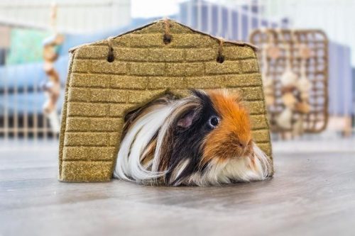 A long-haired guinea pig poking its head out of a habitat.