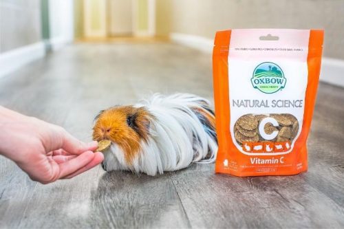 A hand feeding an Oxbow Natural Science Vitamin C treat to a guinea pig. 