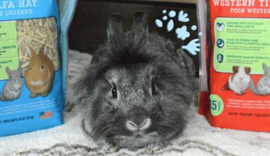 Rabbit sitting between two bags of hay