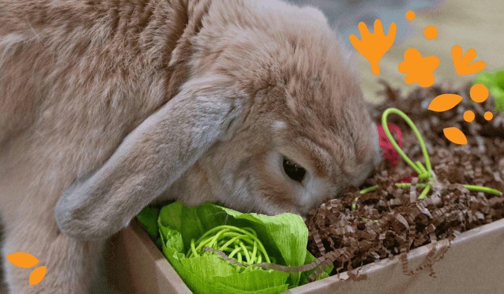 Rabbit foraging for food