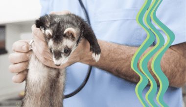 Veterinarian performing health exam on ferret