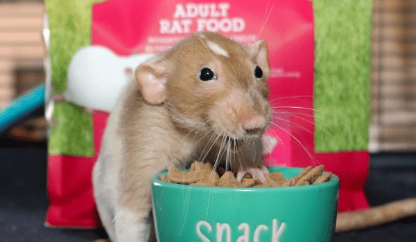 Selective Feeding in Rats, Mice, Hamsters, and Gerbils