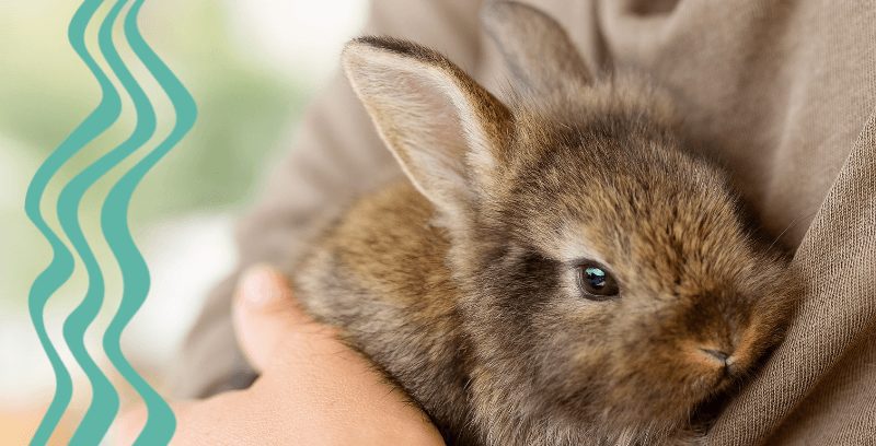 Do Rabbits Need Calcium? - Oxbow Animal Health
