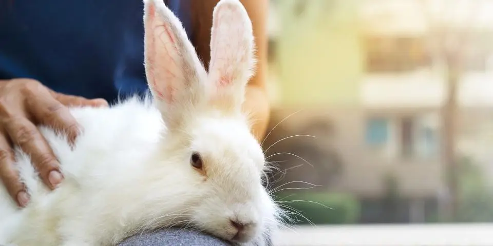 Senior Rabbit on Man's Lap