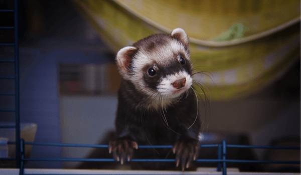 ferret proof house