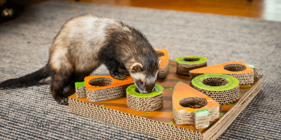 Ferret eats from puzzle