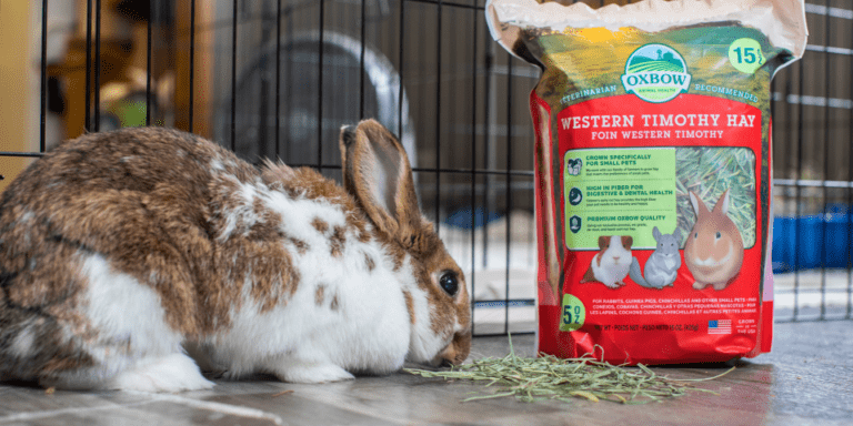Rabbit eating Timothy hay