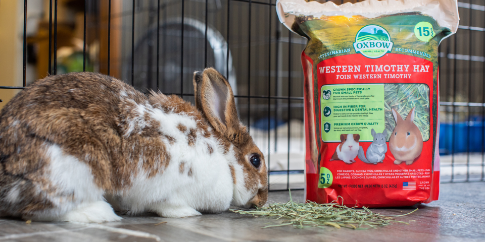 What is the Best Type of Hay for Rabbits Oxbow Animal Health