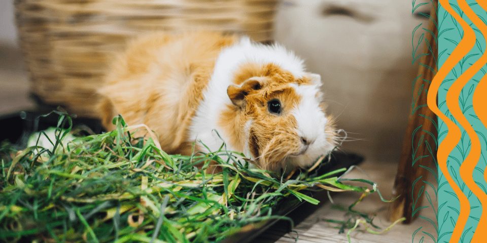 Guinea Pig eating grass