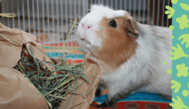 guinea pig with hay
