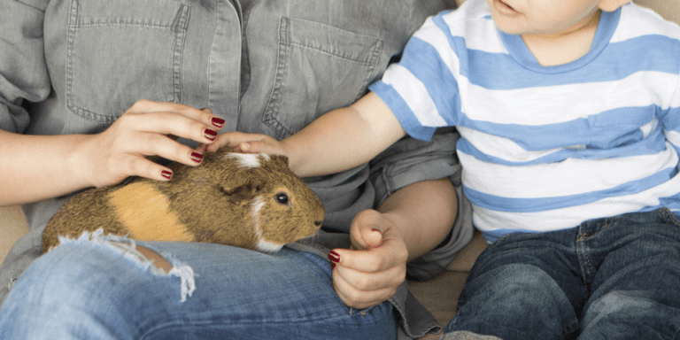 Photo of parent and child petting guinea pig