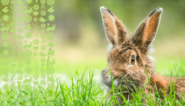 rabbit in grass