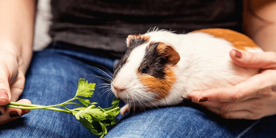 Guinea pig eating cilantro