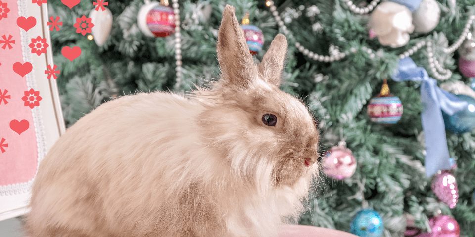 rabbit with christmas tree