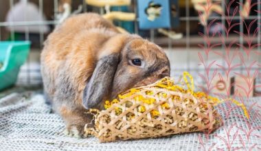 rabbit chewing toy taco