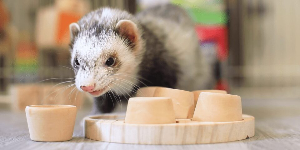 Ferret playing with wooden toys.
