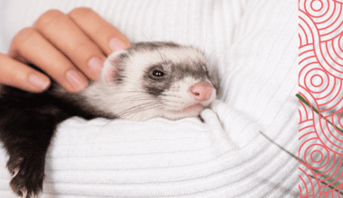 Woman wearing a white sweater softly petting a comfortable ferret in her arms.