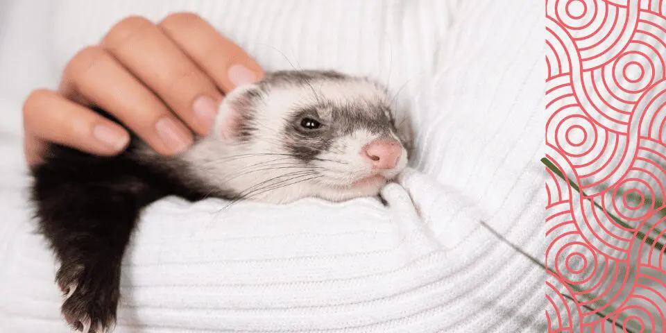 Woman wearing a white sweater softly petting a comfortable ferret in her arms. 