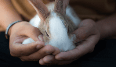 Hands holding a brown and white rabbit