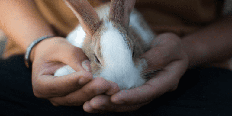 Hands holding a brown and white rabbit