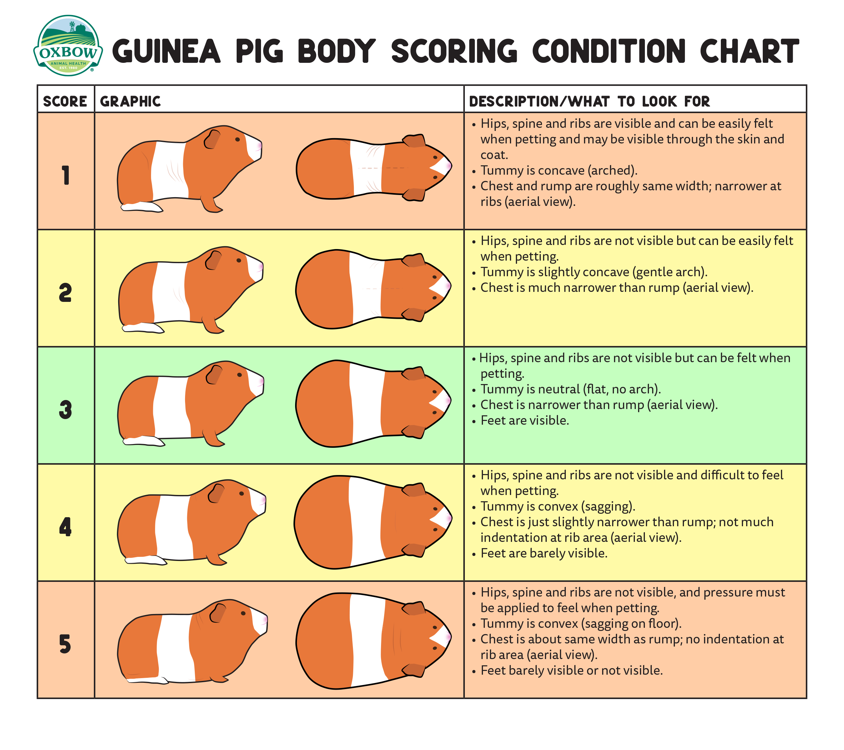 Is My Guinea Pig Overweight? Home Roost | atelier-yuwa.ciao.jp