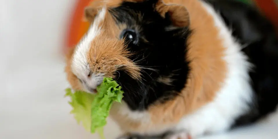 Photo of guinea pig eating greens