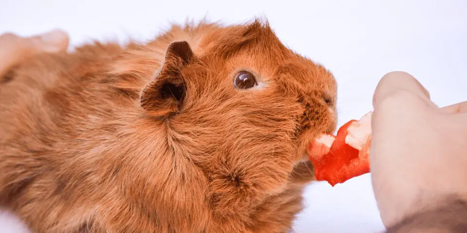 Photo of guinea pig eating slice of fresh red bell pepper