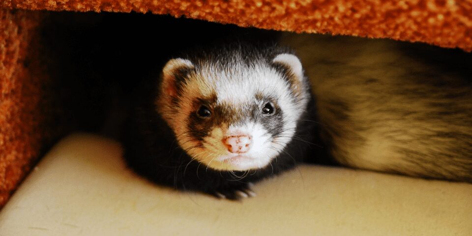 Small ferret peeking out from underneath a chair.