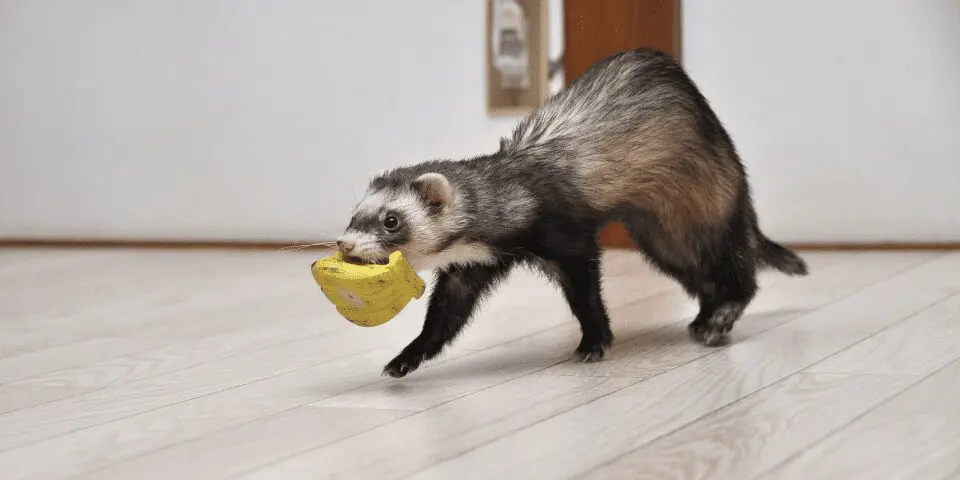 Brown and white ferret carrying toy bananas