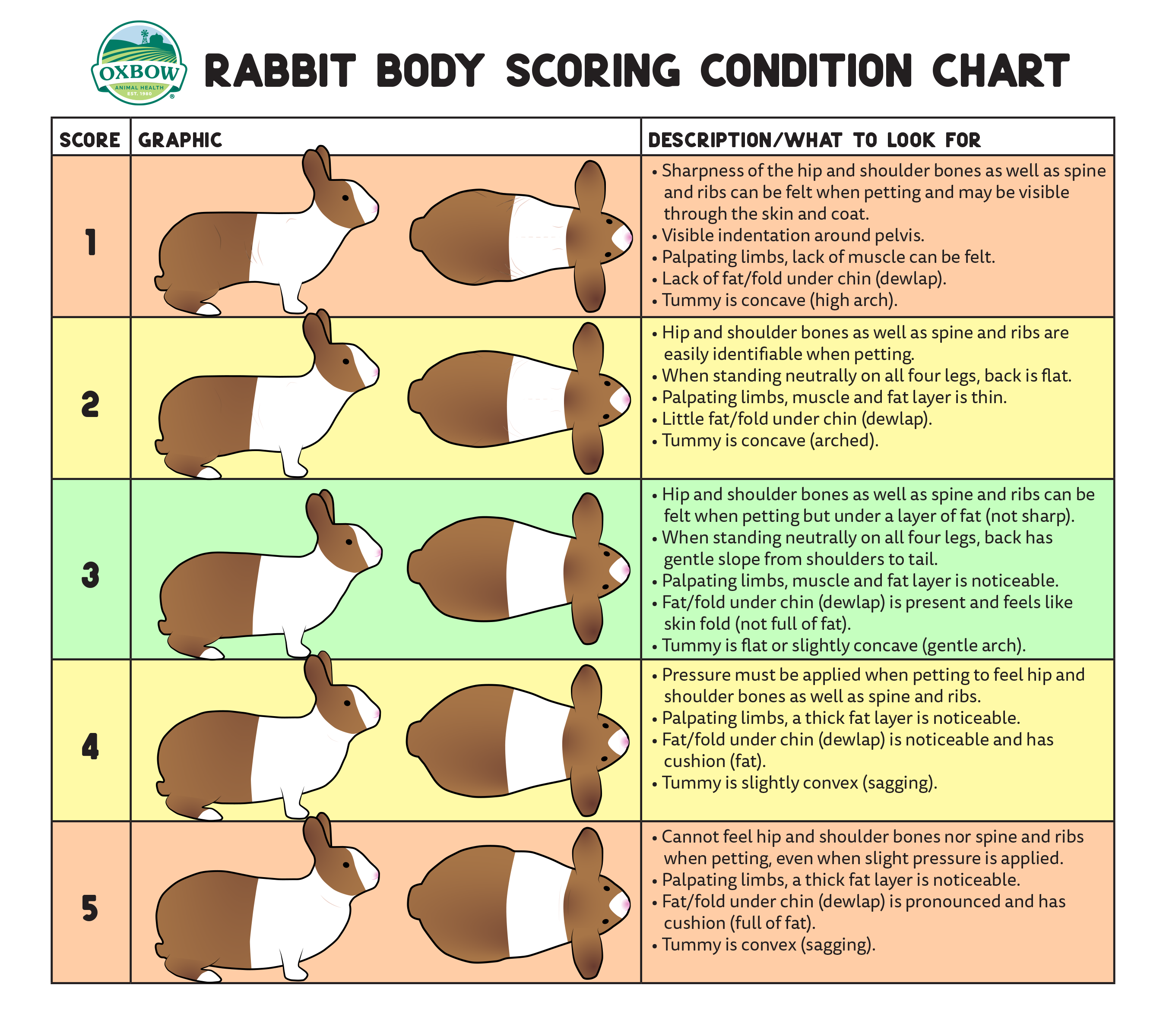 Signs Your Rabbit or Guinea Pig is Overweight or Underweight