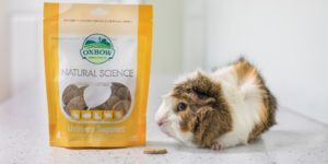 Brown and white guinea pig eating Natural Science Urinary Support