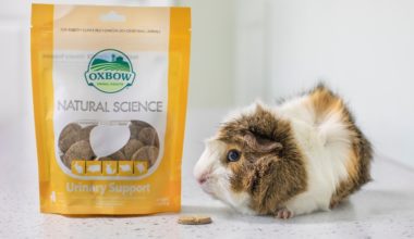Brown and white guinea pig eating Natural Science Urinary Support