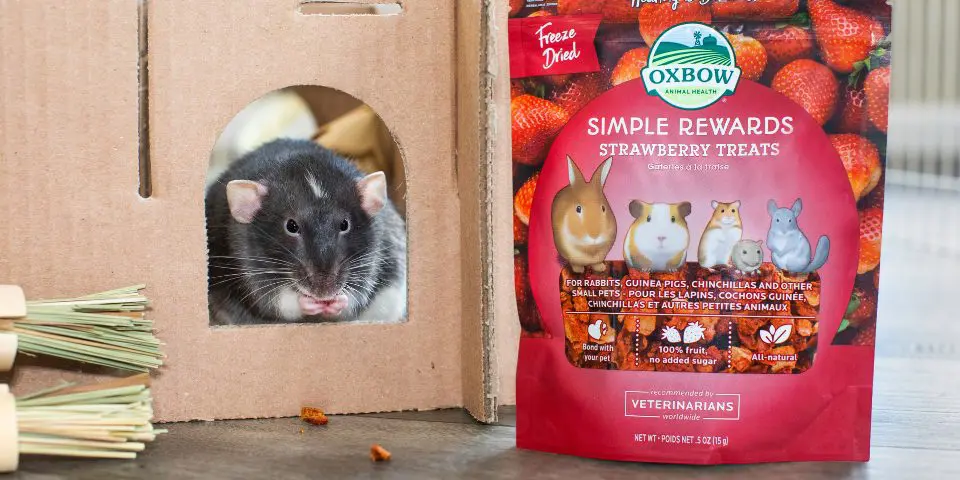 Good treats 2025 for rats