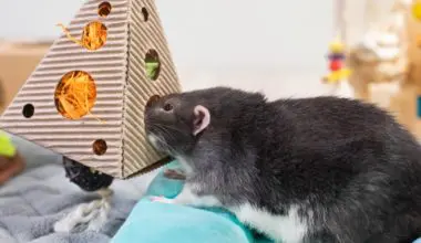 Rat foraging with treat hanger