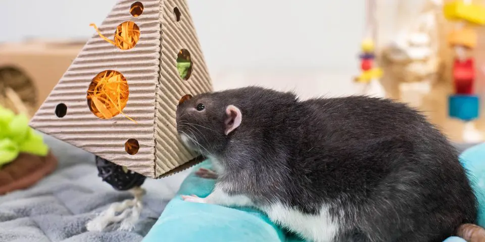 Rat foraging with treat hanger