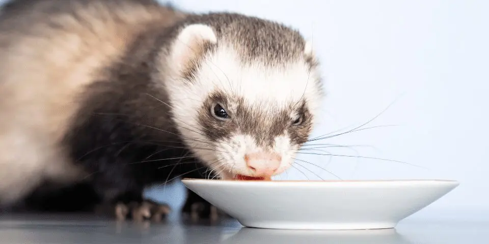 Ferret eating from saucer