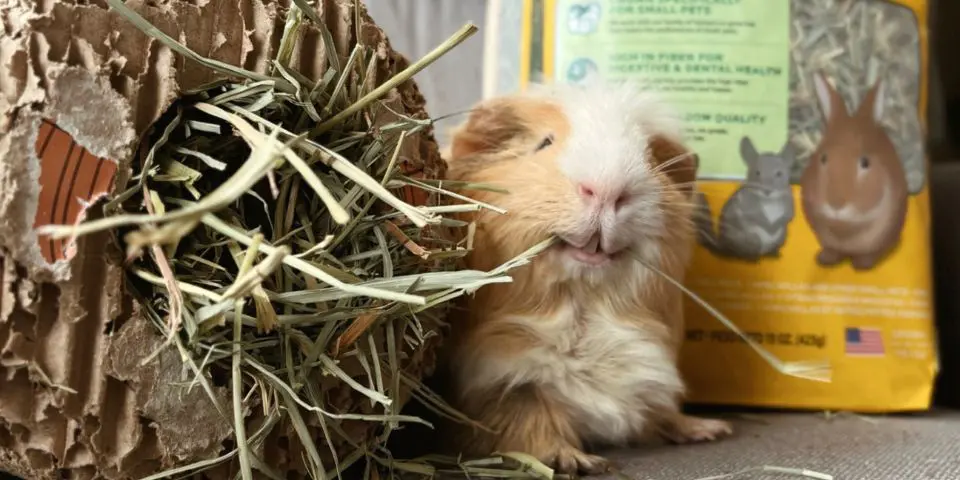 Can guinea pigs outlet eat hay