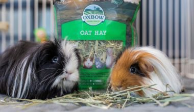 Two guinea pigs eating Oxbow Oat Hay