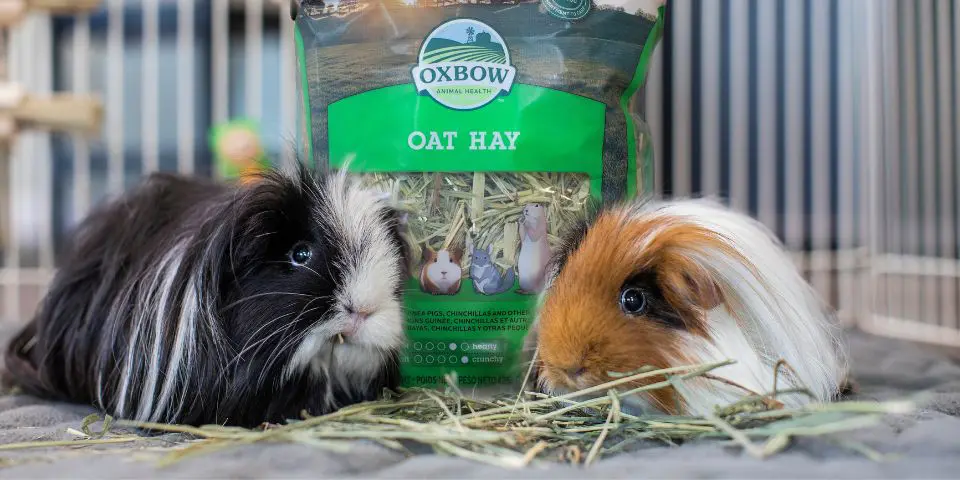 Two guinea pigs eating Oxbow Oat Hay