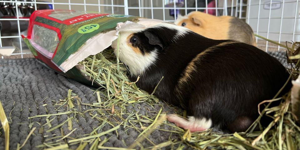 Best type of shop hay for guinea pigs